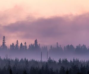 purple fog-DeNoiseAI-low-light